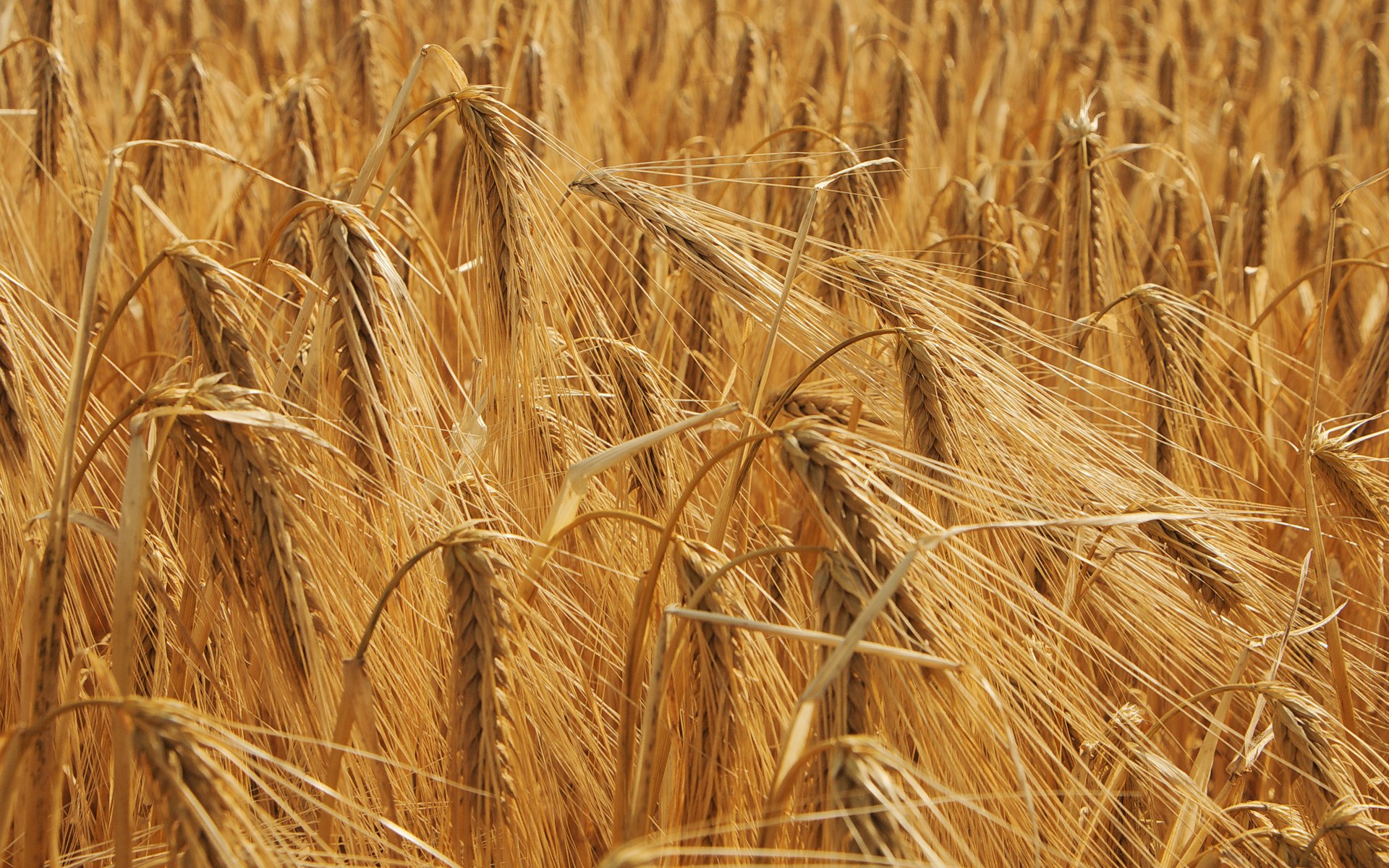 a field of ripe wheat ready to be harvested